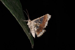 Krananda semihyalina