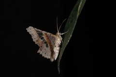 Krananda semihyalina