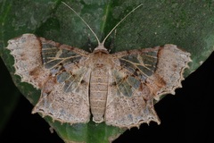 Krananda semihyalina