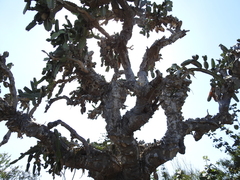 Dendrocereus nudiflorus