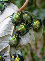 Pachycoris