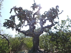 Dendrocereus nudiflorus