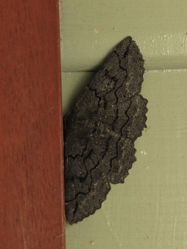 Melanodes anthracitaria