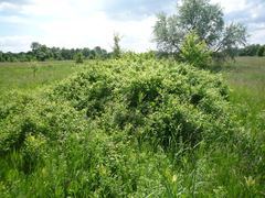 Prunus spinosa dasyphylla