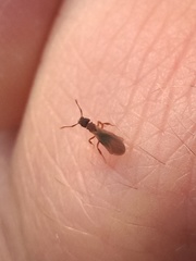Cyphomyrmex rimosus