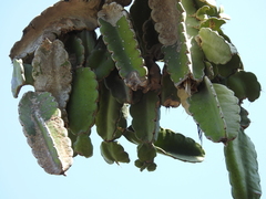 Dendrocereus nudiflorus