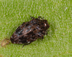 Brachys ovatus