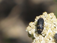 Acmaeoderella flavofasciata