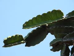 Dendrocereus nudiflorus