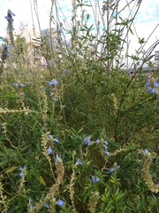 Salvia uliginosa