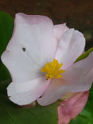Begonia cucullata iNat (1)