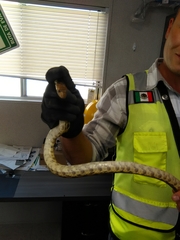 Pituophis deppei deppei