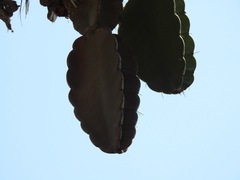 Dendrocereus nudiflorus