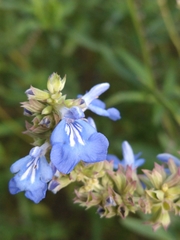 Salvia uliginosa