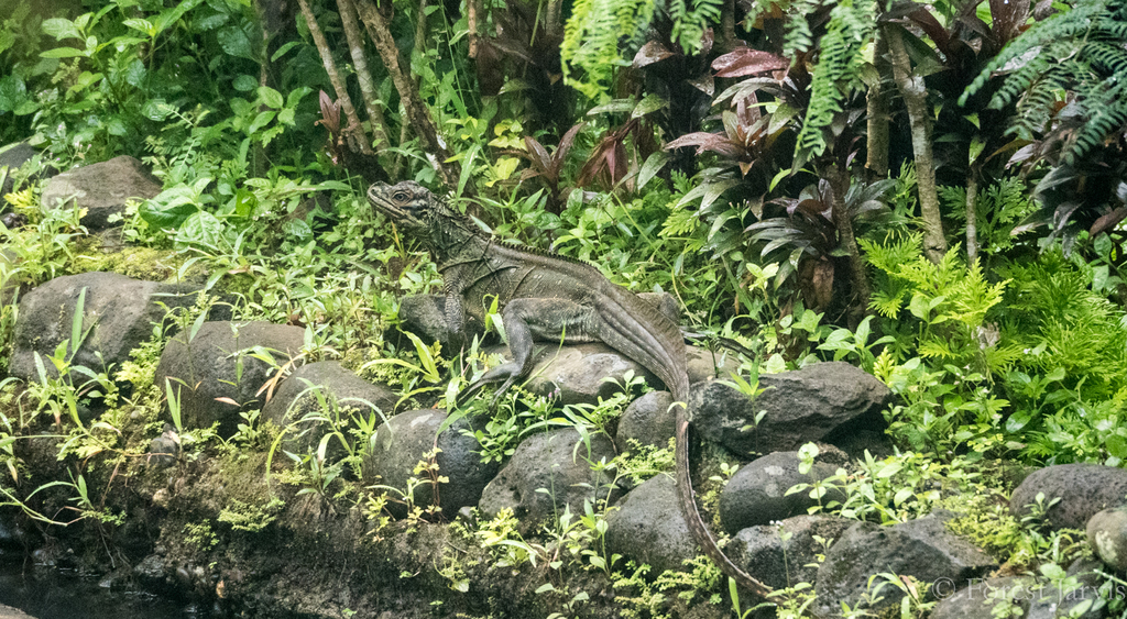 Sailfin Water Lizard