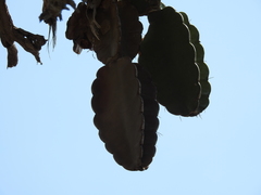 Dendrocereus nudiflorus