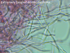 Scytinostroma artocreas