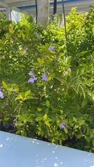 Duranta erecta