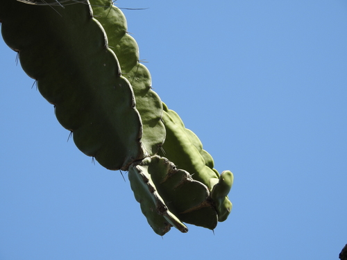 Image of Leptocereus nudiflorus by (c) amantedarmanin, some rights reserved (CC BY)