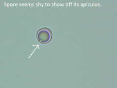 Scytinostroma artocreas