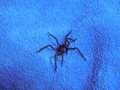 Anoplodactylus evansi