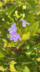 Duranta erecta
