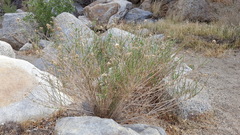 Baccharis brachyphylla