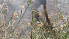 Baccharis brachyphylla