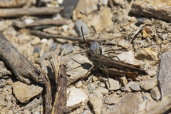 Chorthippus vagans