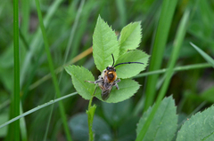 Eucera
