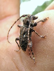 Aegomorphus quadrigibbus