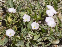 Convolvulus arvensis