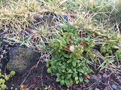Lysimachia mauritiana