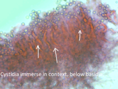 Scytinostroma artocreas