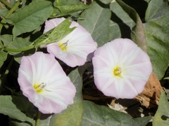 Convolvulus arvensis