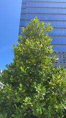 Calophyllum inophyllum