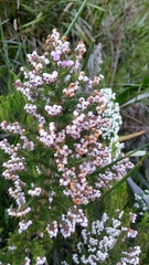 Erica racemosa