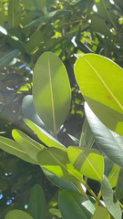 Calophyllum inophyllum