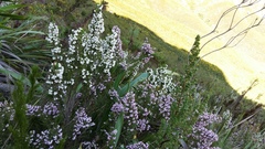 Erica racemosa