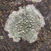 Texas Wart Lichen - Photo (c) Vitaly Charny, some rights reserved (CC BY-NC), uploaded by Vitaly Charny