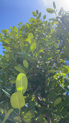 Calophyllum inophyllum