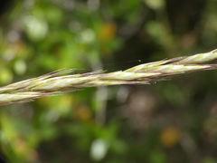 Helictochloa bromoides