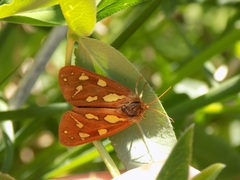 Arctia aulica
