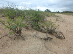 Artemisia arenaria
