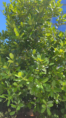 Calophyllum inophyllum