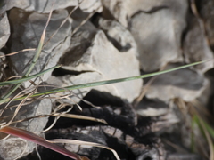 Helictochloa bromoides