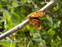 Arctia aulica