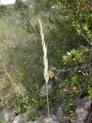 Helictochloa bromoides