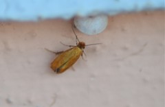 Reisserita