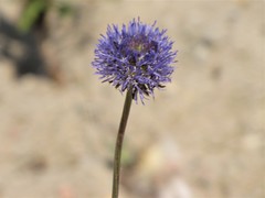 Jasione heldreichii